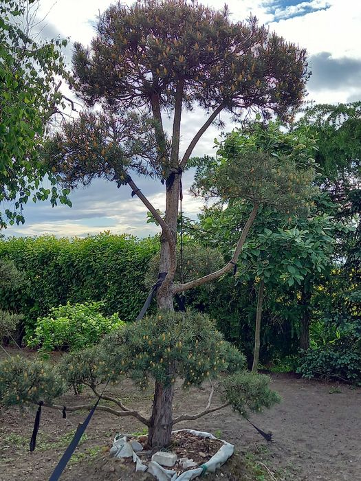 Sosna formowana Bonsai-WYPRZEDAŻ