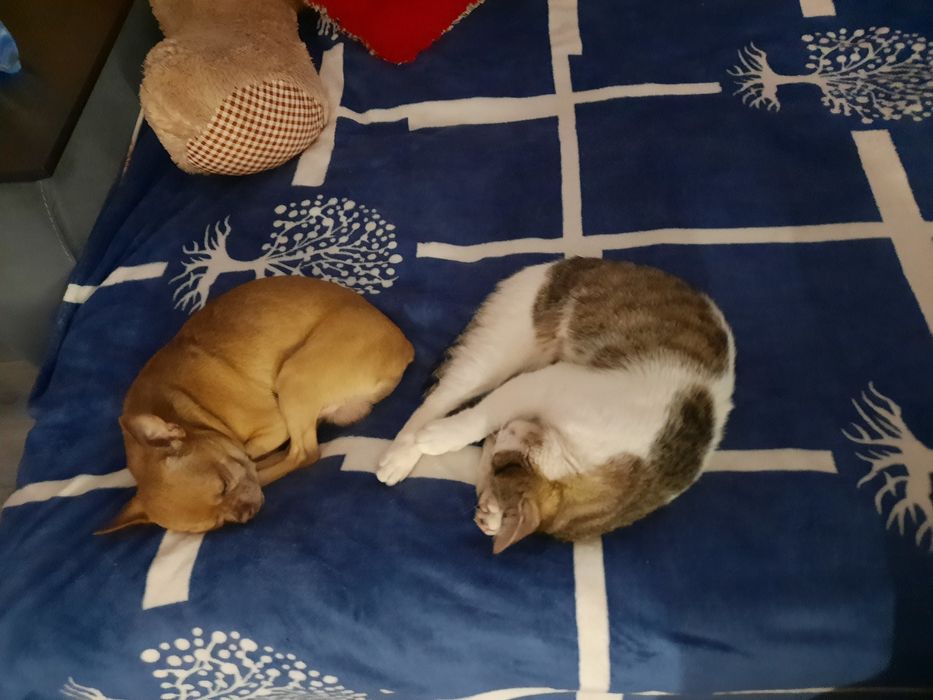 Той терьер на вязку,за цуценя