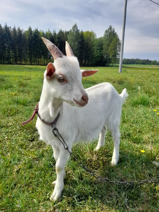 Koziołek 3 miesięczny.