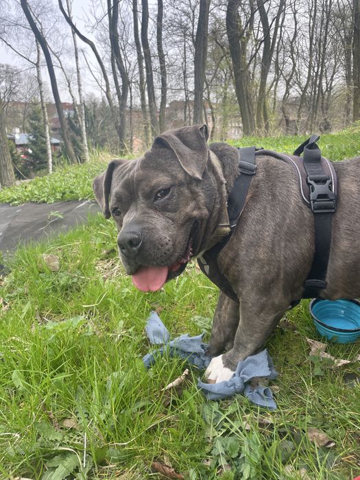 Śliniak w typie american bully szuka domu