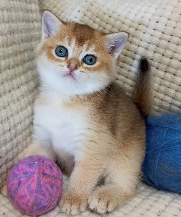 Кішечки золоті шиншили