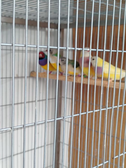 Vendo diamante gold