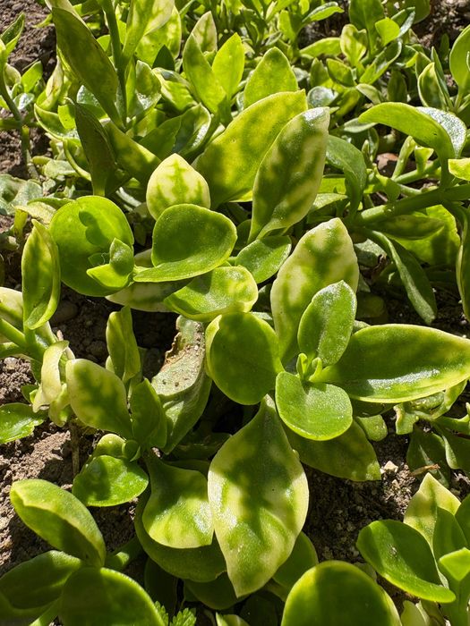 Suculentas, plantas perenes (tapete), várias 1€