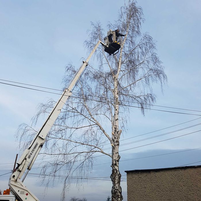 Przycinanie Thui, nasadzanie żywopłotów, wycinka drzew, wywóz masy zielonej