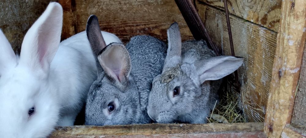Króliki młode samce