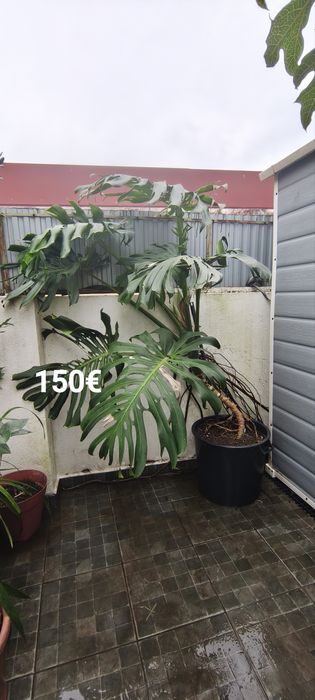 Plantas e suculentas