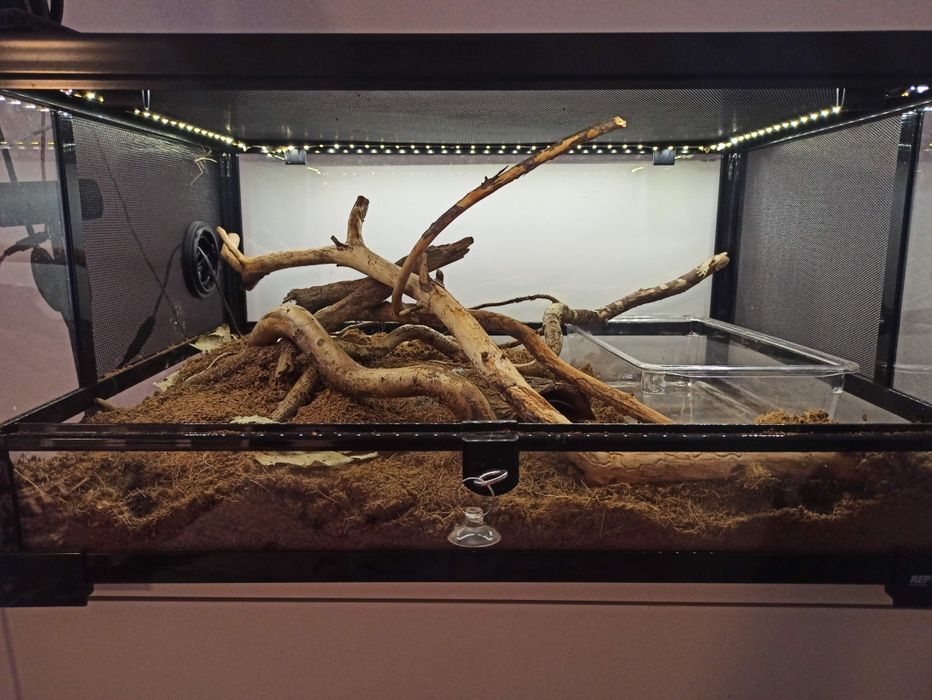 Wąż zbożowy z terrarium