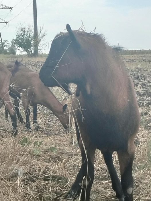 продам коз альпийских