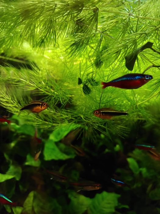 Rogatek sztywny bez glonów