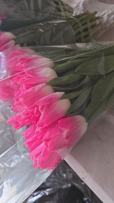 Тюльпан ОПТОМ від 30грн