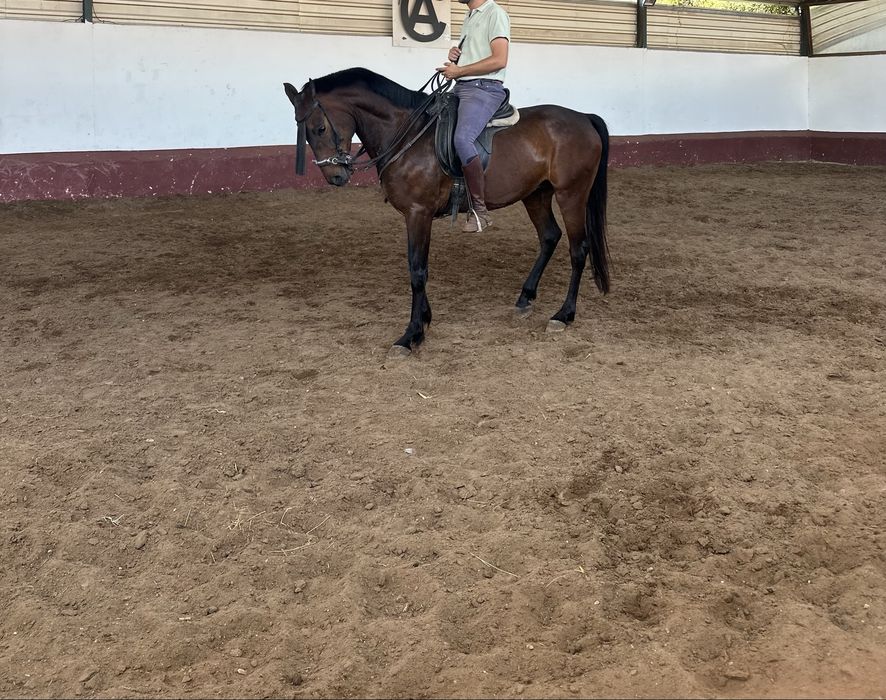 Cavalo com 6 anos Castrado