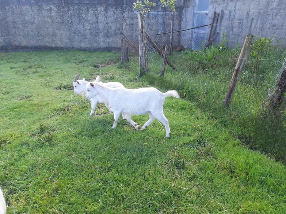 Cabra adulta 1,5 anos