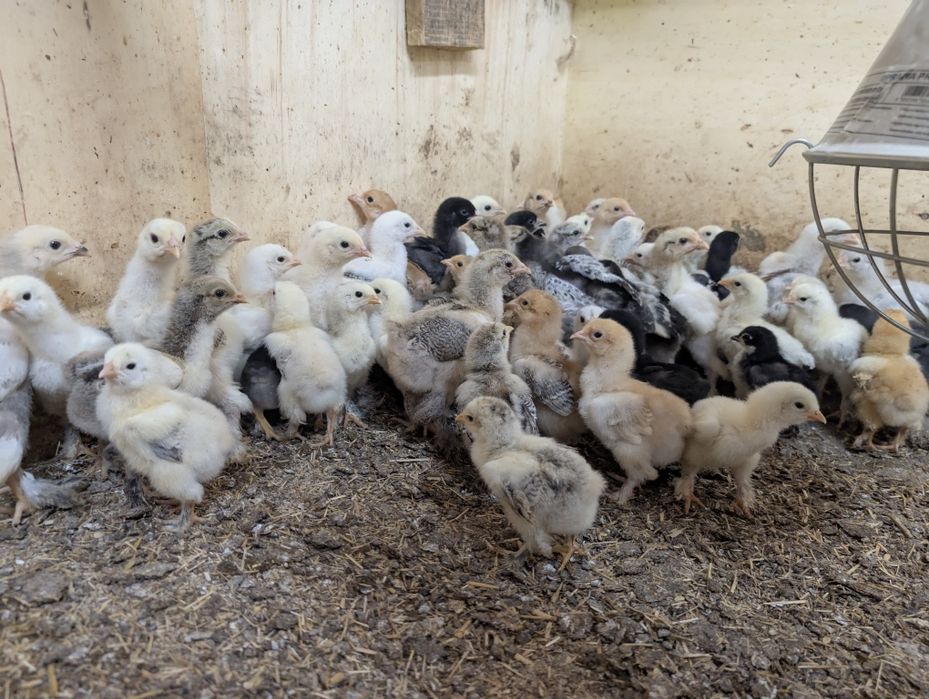 Brahma olbrzymia pisklaki