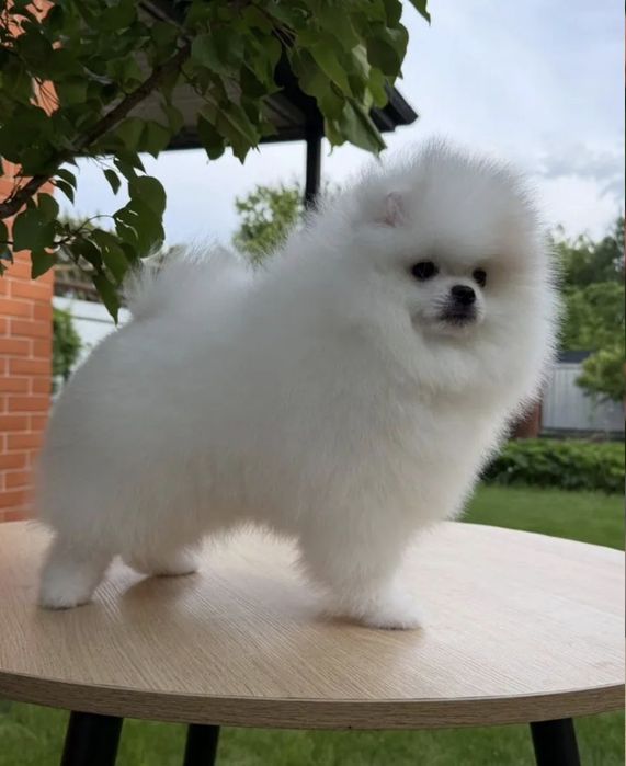 Роскошные шпицы мини