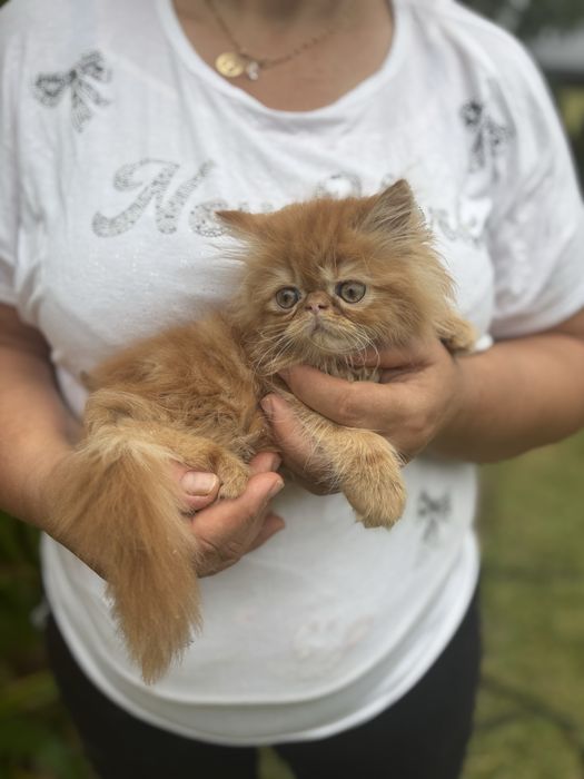 Gatinho persa lindo amarlinho