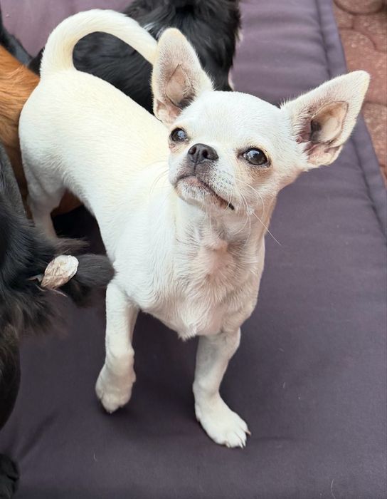 Chihuahua- FCI piesek