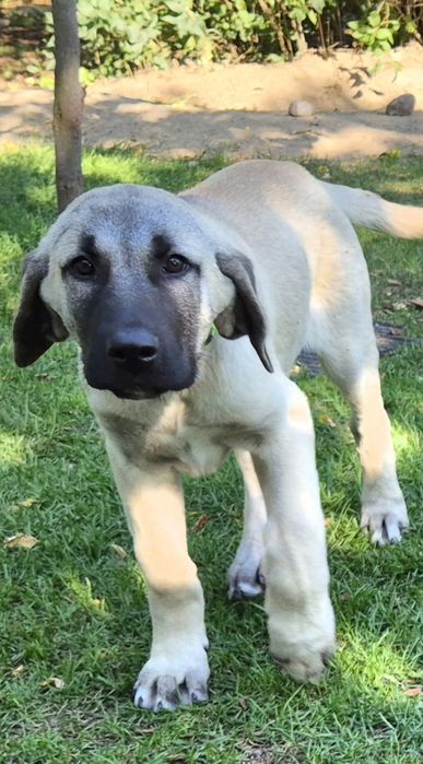 Kangal szczeniak pies masywny i duży
