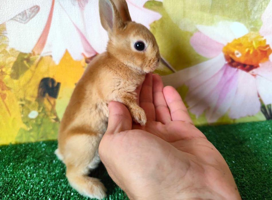 Hodowla Mini REX LOP Karzełek Niderlandzki królik miniaturka baranek