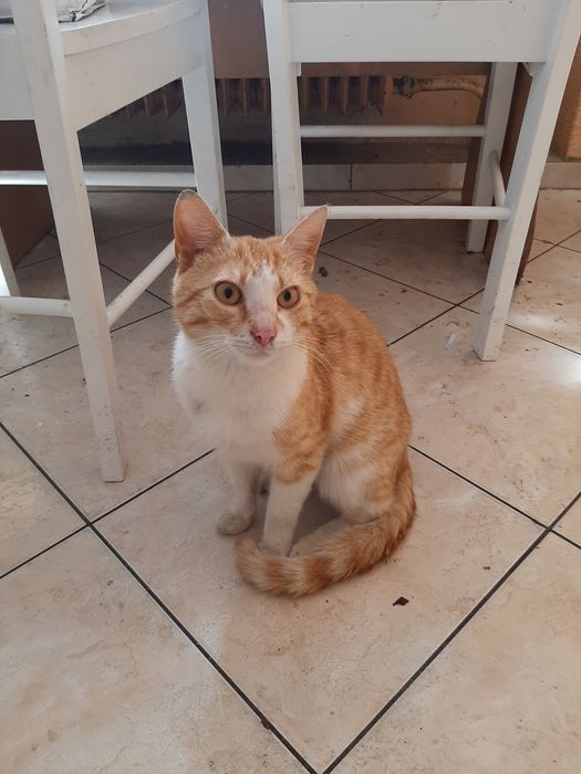 Oddamy w dobre ręce kota