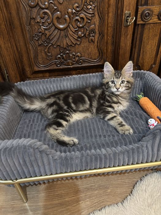 Kocurek  Maine Coon