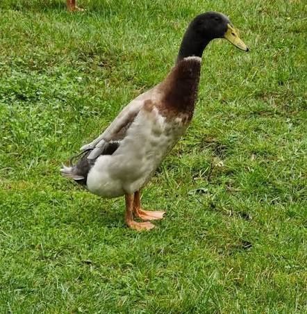 Zamienię na kaczkę biegus