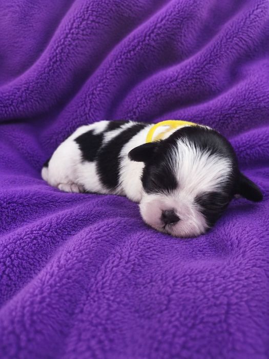 Szczenięta shih tzu