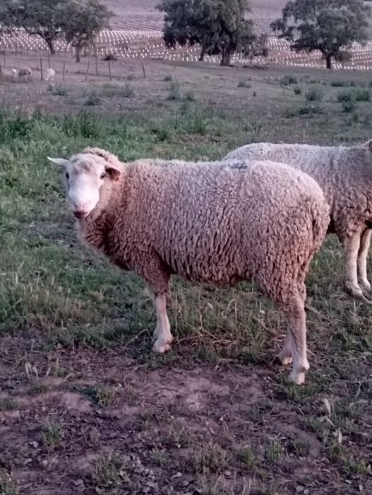 Carneiro cruzado de texel