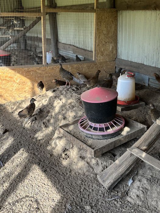 Фазани  молодняк