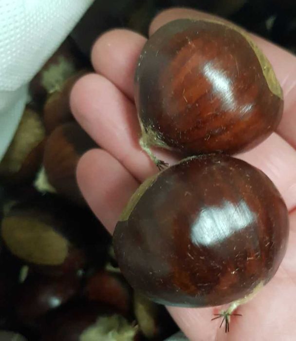 Vende-se Castanha Grande e de boa QUALIDADE!!!