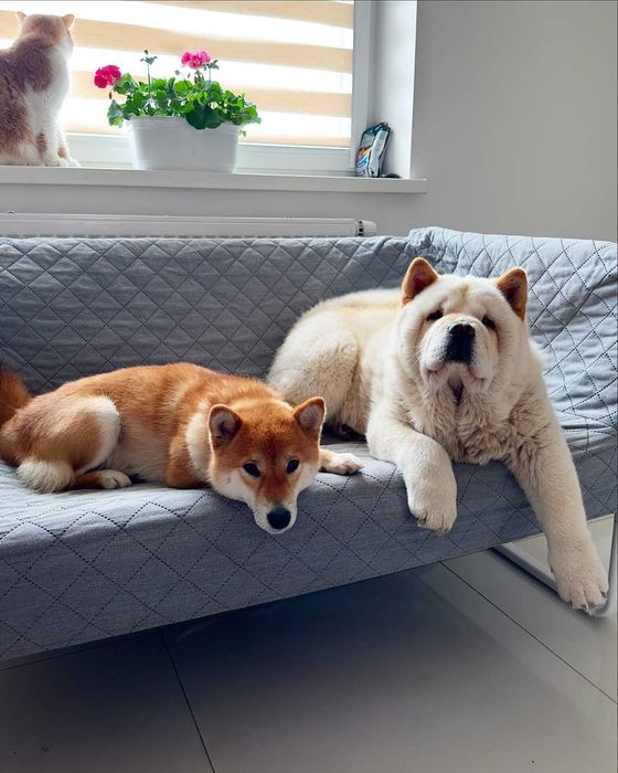 Hotel domowy dla psów Dog Holidays