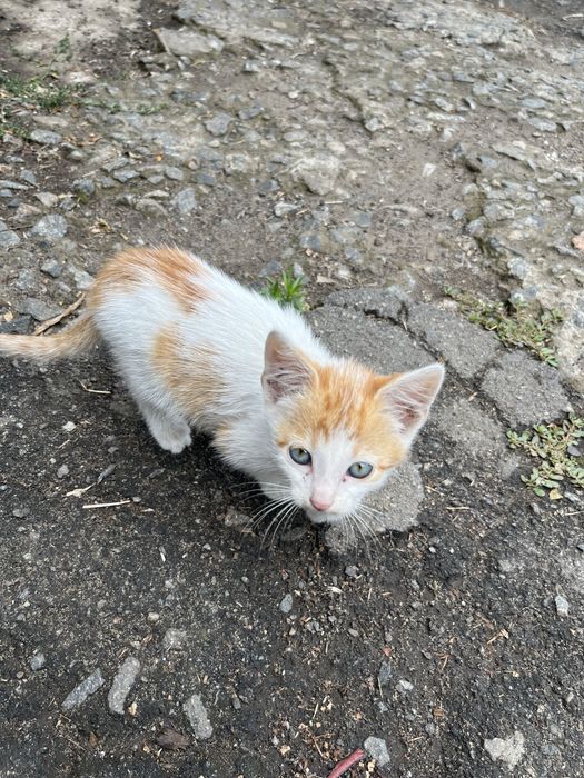 Кошенята в добрі руки