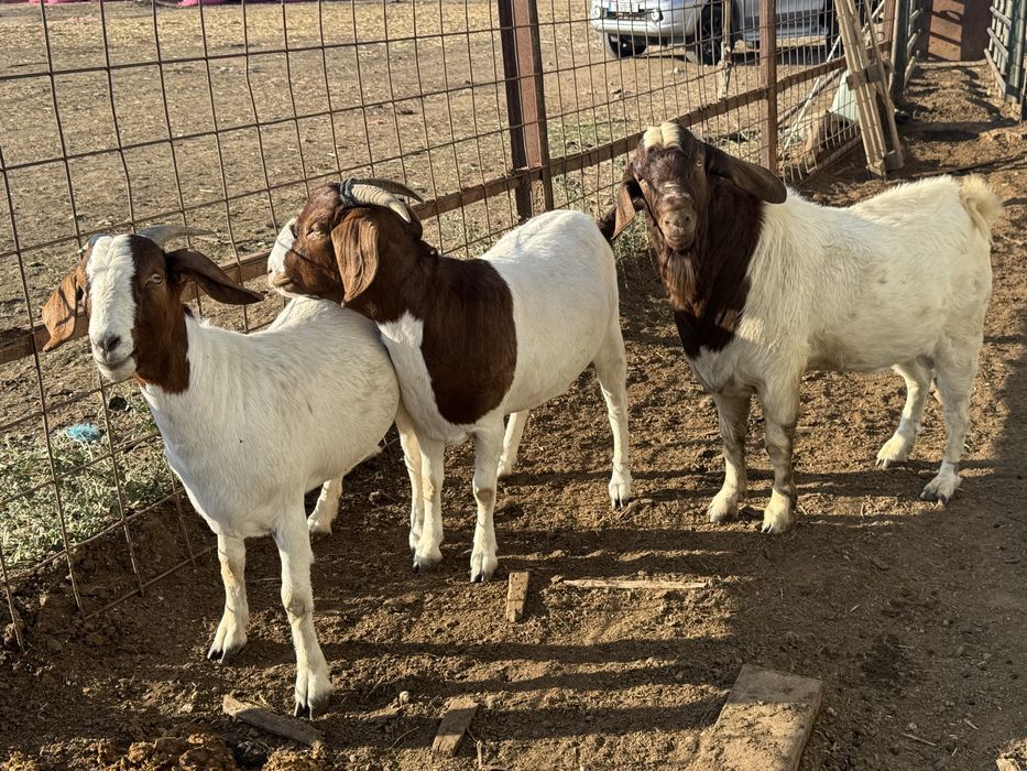 Cabras boer 2 anos