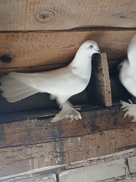 Gołębie gołąb ptaki