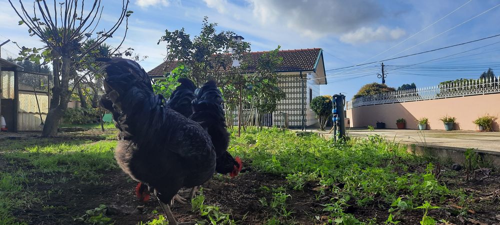 Ovos Galados Jersey Gigante Negro e Azuis