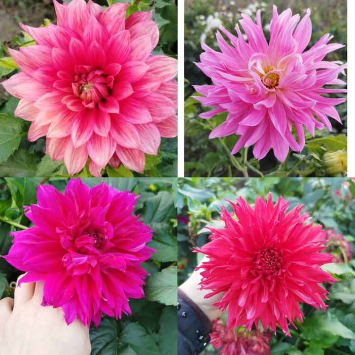 Клубні жоржин . 70 грн