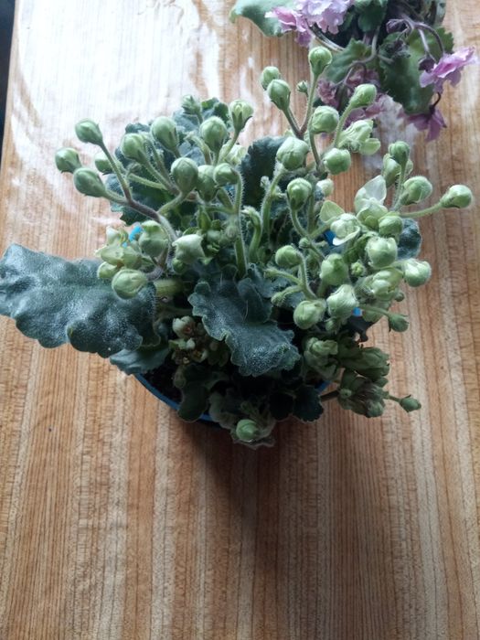 Продам фиалки, саженцы глицинии сиреневой