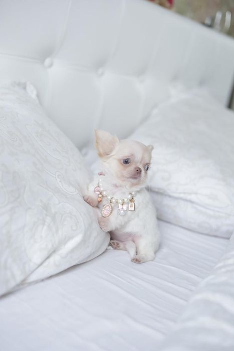 Mini dziewczynka chihuahua fci