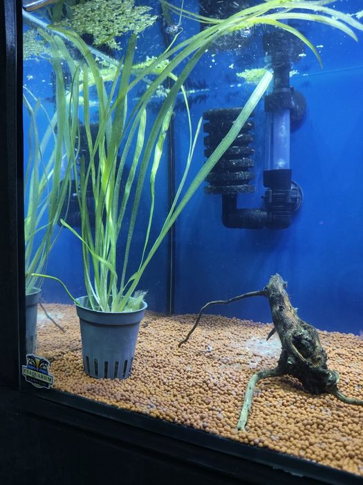 Valisneria planta aquário