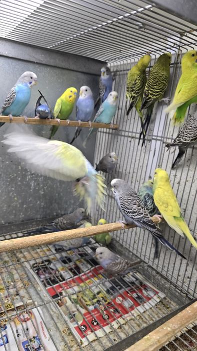 Periquitos de diferentes mutações