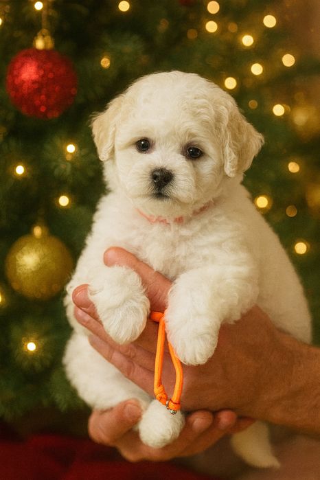 Бішон фрізе цуценята