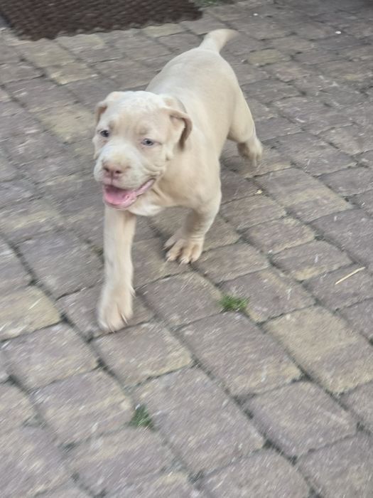 Suczka american bully xl z metryką