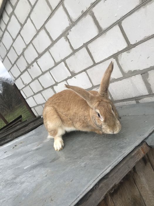 Кролиці, кроленята