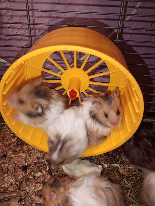 Королівські хом'яки