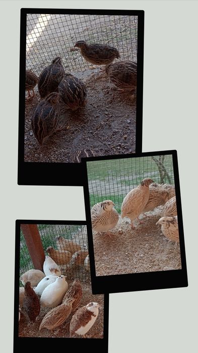 Jajka lęgowe przepiórek