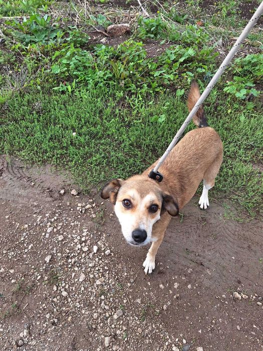 Ivy - cadela média pequeno para adoção