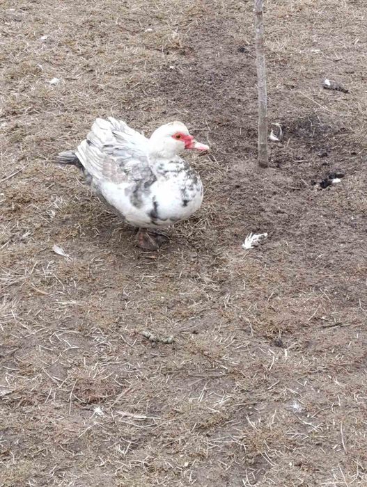 Продам качки шипуни