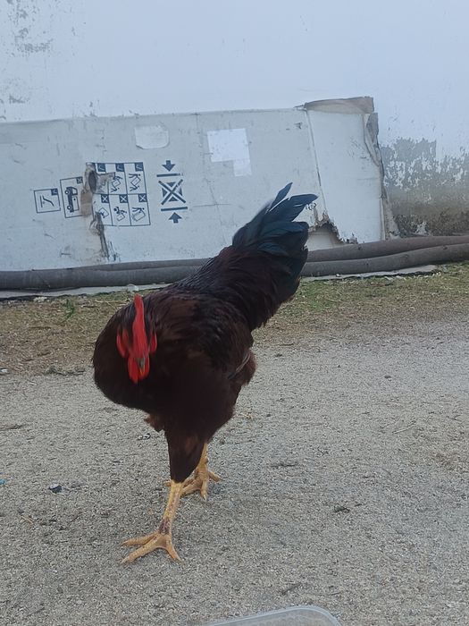 Rhode Island red puros