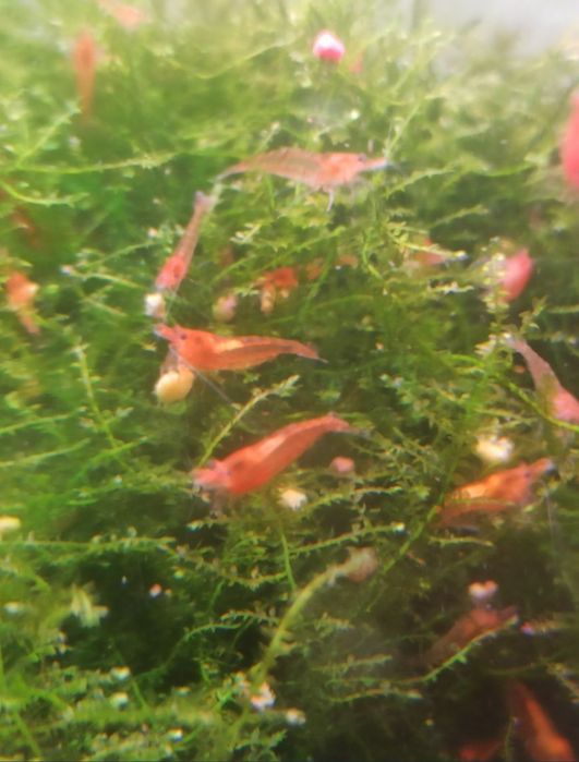 Неокардини червоні.