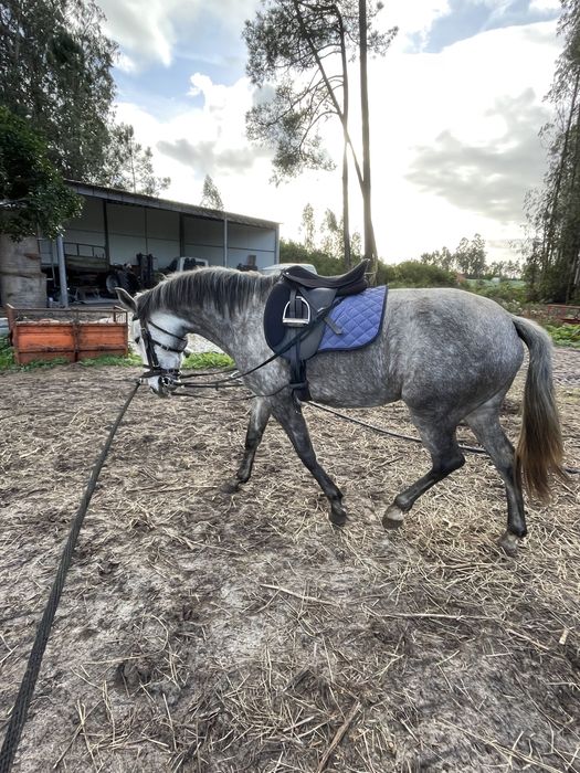 Vendo egua com 5 anos muito bem montada com livro verde