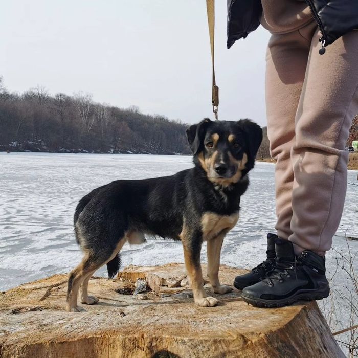 Маленькая собачка ищет дом